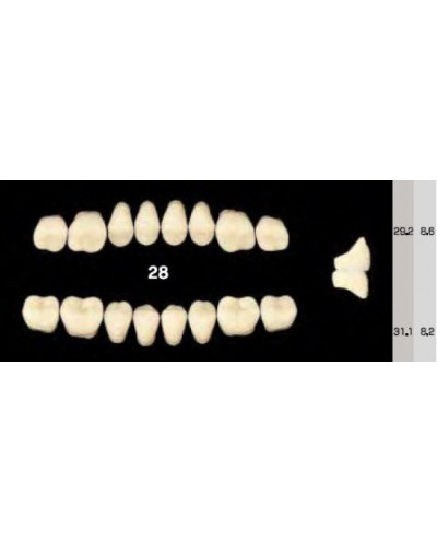 EFUCERA NS POSTERIOR AKRYLOWE ZĘBY SZ...