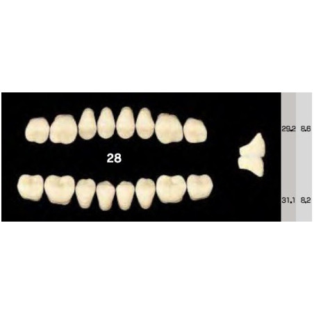 EFUCERA NS POSTERIOR AKRYLOWE ZĘBY SZ...