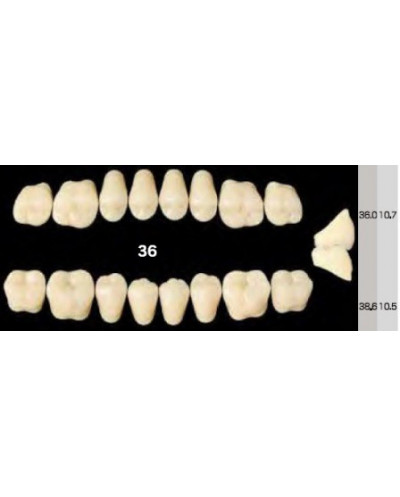 EFUCERA NS POSTERIOR AKRYLOWE ZĘBY SZ...