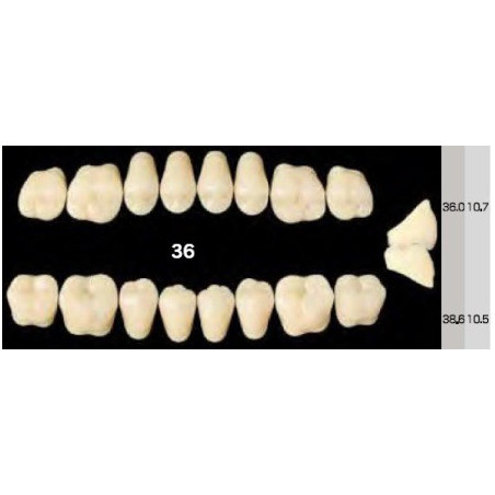 EFUCERA NS POSTERIOR AKRYLOWE ZĘBY SZ...