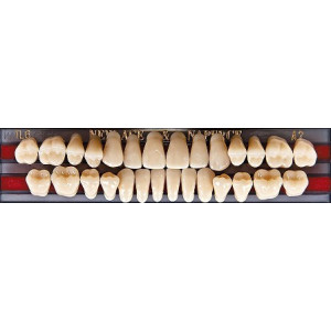Zęby akrylowe Yamahachi 